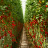 Zelenina bez pesticidů z chytrých skleníků