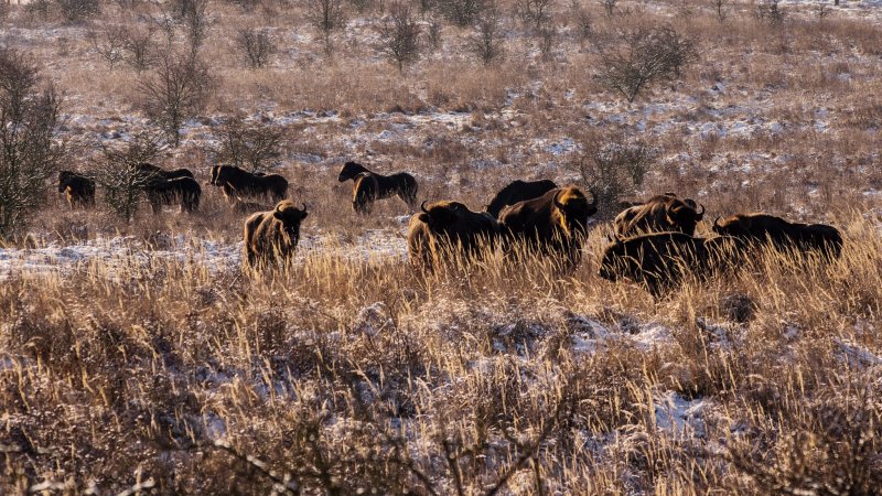 Návrat kopytníků do české přírody je důležitější, než se zdá Návrat kopytníků do české přírody je důležitější, než se zdá