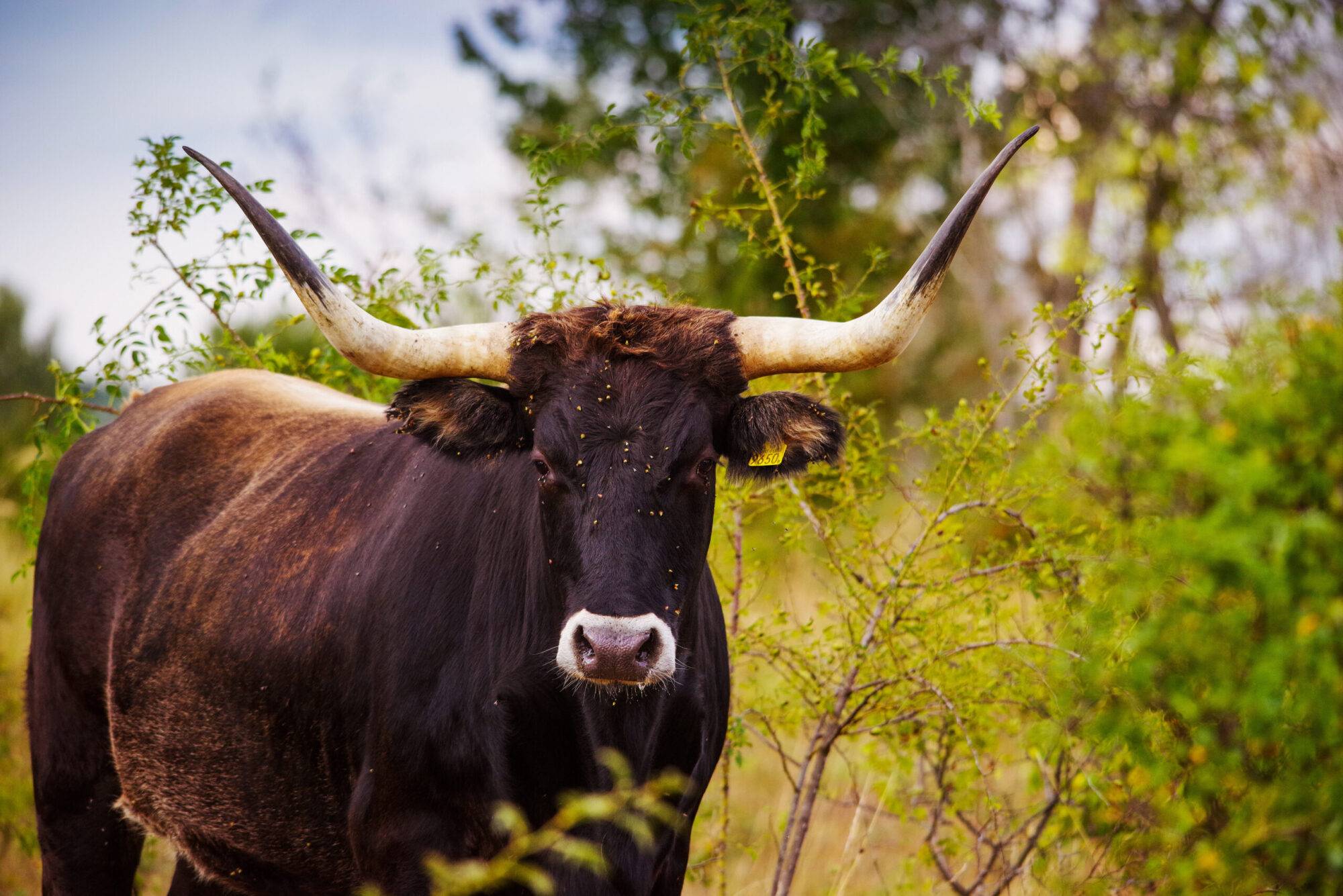 Velcí kopytníci jako nástroj obnovy biodiverzity a ukládání uhlíku do půdy Velcí kopytníci jako nástroj obnovy biodiverzity a ukládání uhlíku do půdy