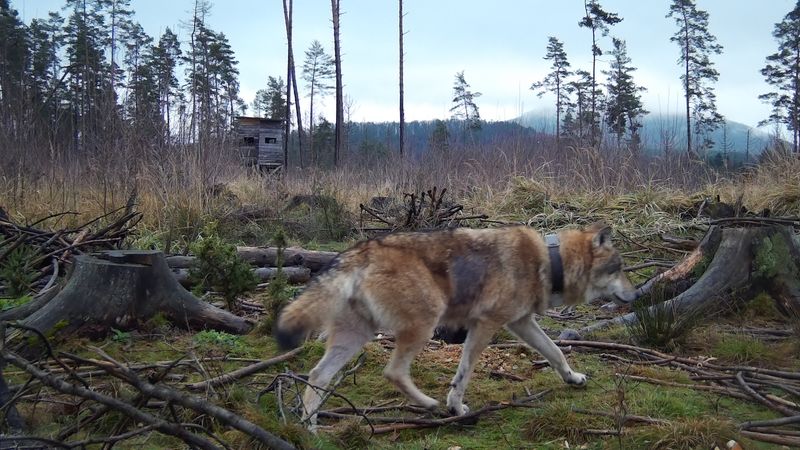 Vlčí bojovníci letos překonali srážku s autem i život jen s třema nohama