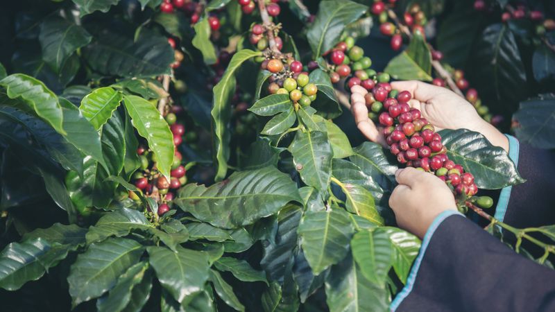 Robusta bude muset stačit. Svět se připravuje na budoucnost bez kvalitní kávy Robusta bude muset stačit. Svět se připravuje na budoucnost bez kvalitní kávy