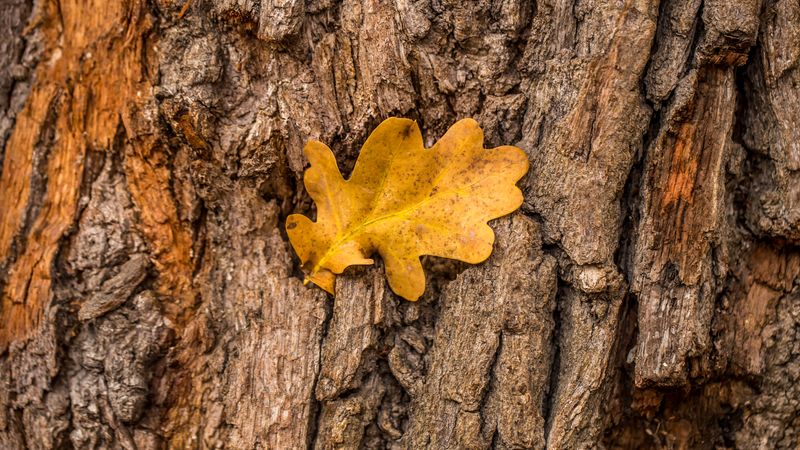Strom, který přežil vše kromě těžby uhlí. Albrechtický dub je symbolem drancování přírody Strom, který přežil vše kromě těžby uhlí. Albrechtický dub je symbolem drancování přírody