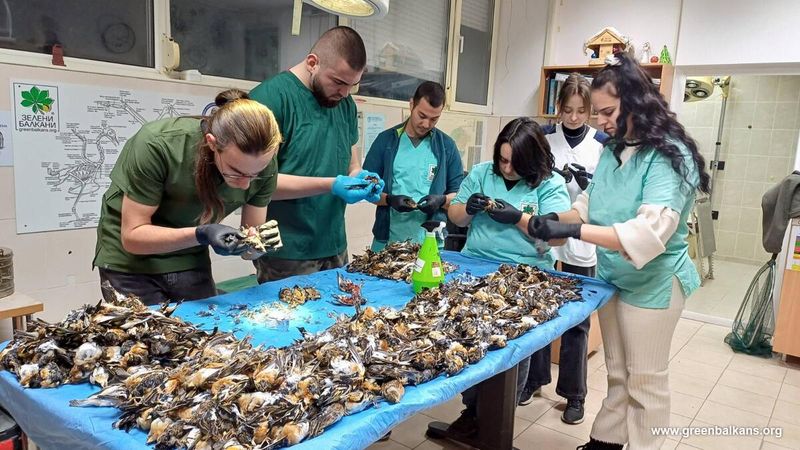 Nebylo úniku: Ohňostroje plašily ptáky i deset kilometrů daleko a vyhnaly je do nezvyklých výšek Nebylo úniku: Ohňostroje plašily ptáky i deset kilometrů daleko a vyhnaly je do nezvyklých výšek