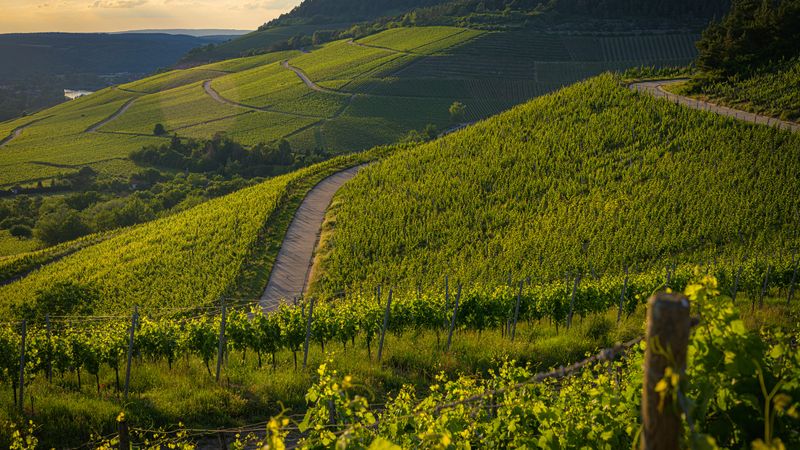 Českým vinařům roste konkurence v Norsku nebo Pobaltí Českým vinařům roste konkurence v Norsku nebo Pobaltí