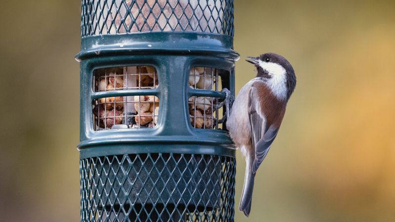 Přilétá další ptačí hodinka. Pozorováním ptáků pomůžete jejich ochraně i vědě Přilétá další ptačí hodinka. Pozorováním ptáků pomůžete jejich ochraně i vědě