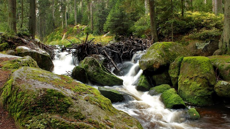 Křivoklátsko jako klacek proti vzácné přírodě. Poslanec ODS útočí na podstatu národních parků Křivoklátsko jako klacek proti vzácné přírodě. Poslanec ODS útočí na podstatu národních parků