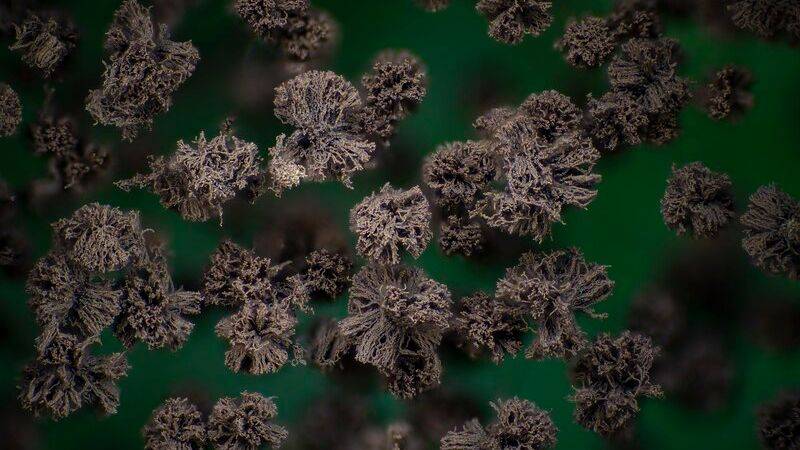 Světem se šíří houba, která rozežírá nakažené zevnitř. Oteplování jí otevírá dveře i do Evropy