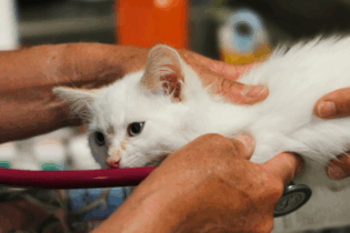 Online veterinář 24/7: dobrokruh nově nabízí nonstop péči o domácí mazlíčky
