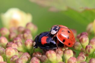 Původně biologická zbraň, dnes invazivní beruška zaplavuje české domácnosti