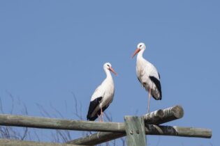 Čápům se v Česku daří. Každým rokem hnízdí více párů, někdy zůstanou i přes zimu