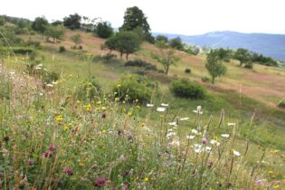 Ježíšek nestíhá? Darujte kousek divoké přírody nebo pomozte zvířatům v nouzi