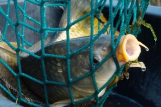 Kádě s kapry postupně mizí od supermarketů. Lidé ztrácí zájem o utrpení, dokazuje statistika