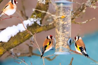 Začíná Ptačí hodinka. Zapojte se do sčítání ptáků, pomůžete vědě i přírodě