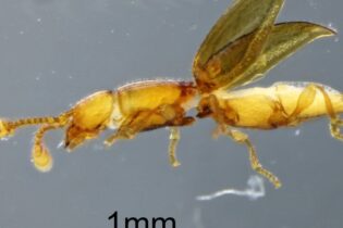 Nově objevený brouk nemá ani milimetr, je slepý a pochází z doby před 220 miliony let