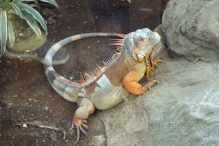 Leguáni padají ze stromů, místo záchrany je z nich maso do tacos