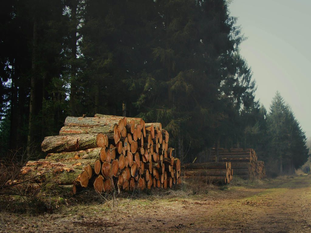 Odklad, který není dovolenou: Jak novela EUDR mění pravidla v boji proti odlesňování